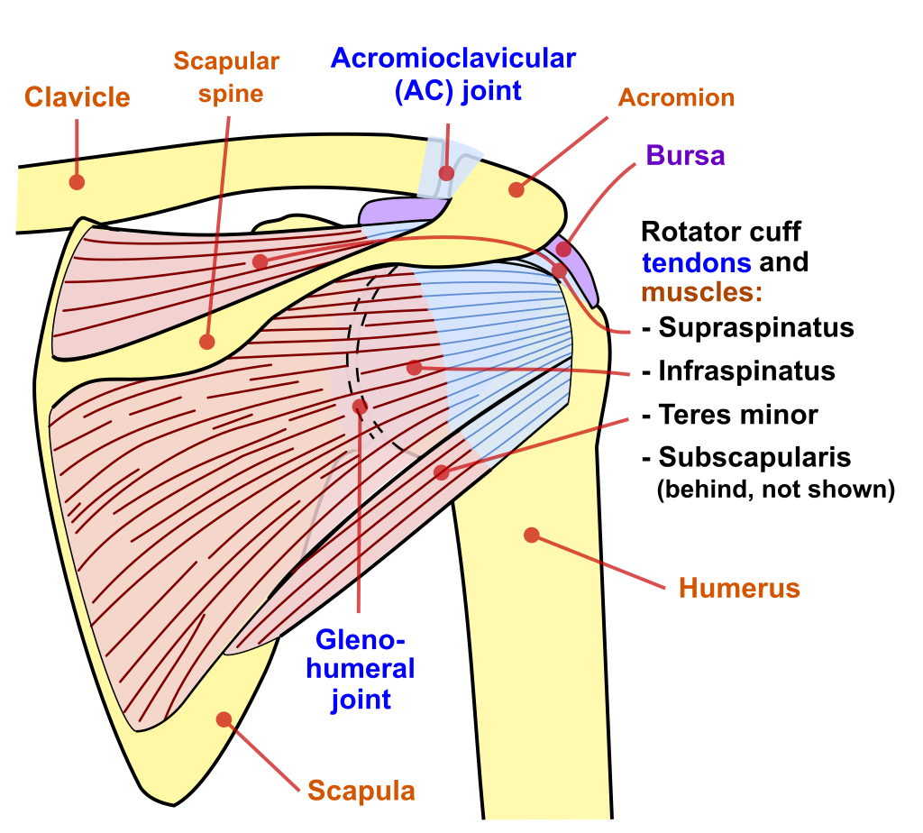 Shoulder Arthritis —