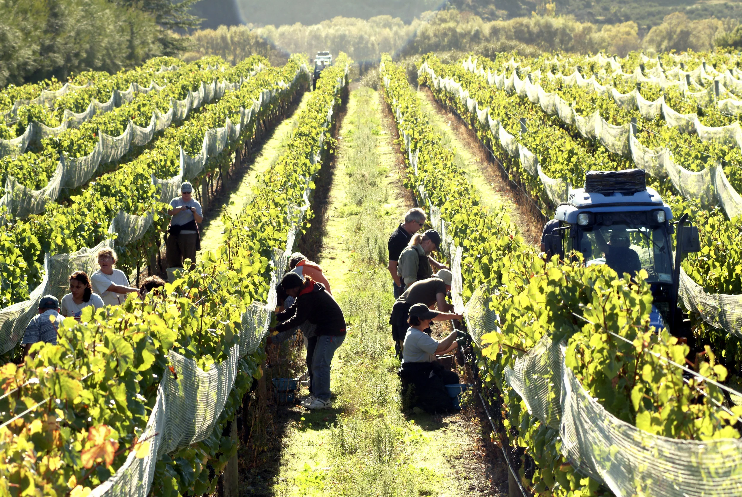 Martinborough Winery and Foodie 4.JPG