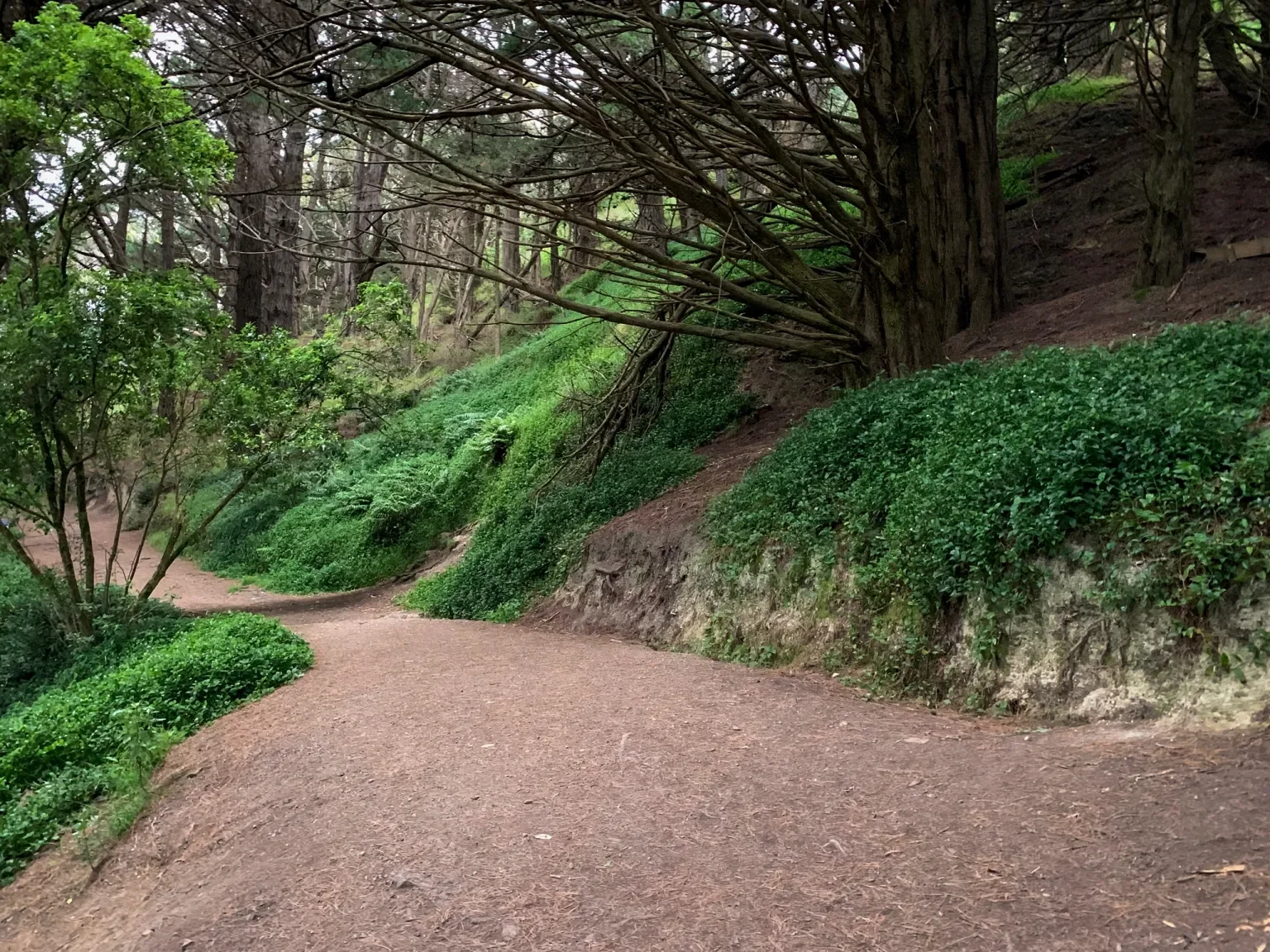 hobbits-hideaway-trail (Mount Victoria).webp