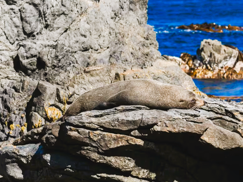 Fur seal image-01.PNG