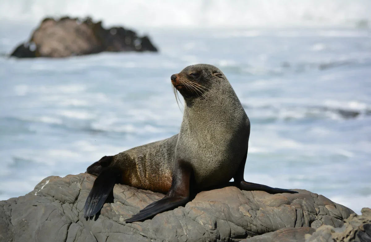 furseal image.webp