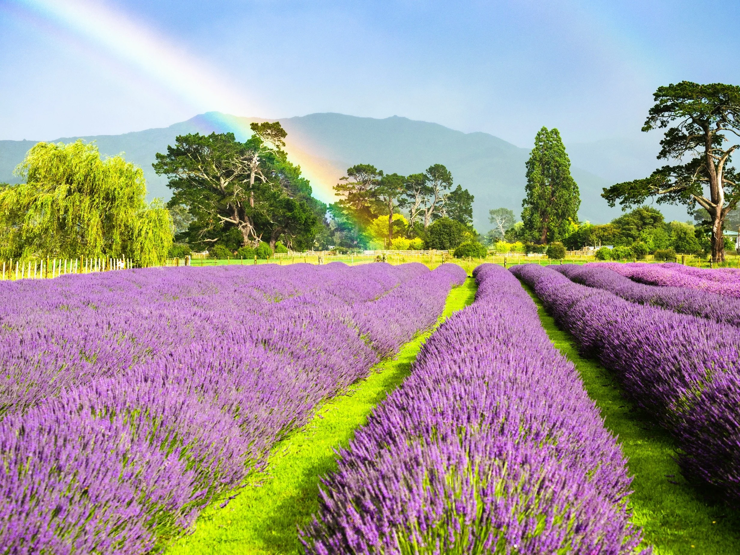 Abbey 2020-12-24_240001 copy.jpg