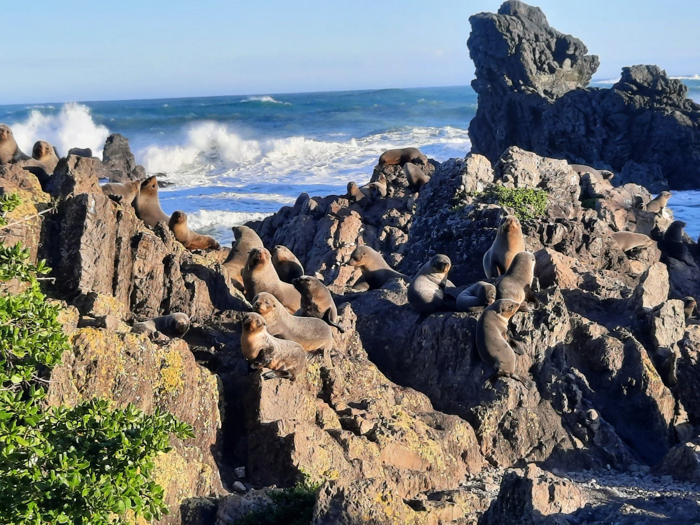 W&WCT feature image (sea colony).jpg