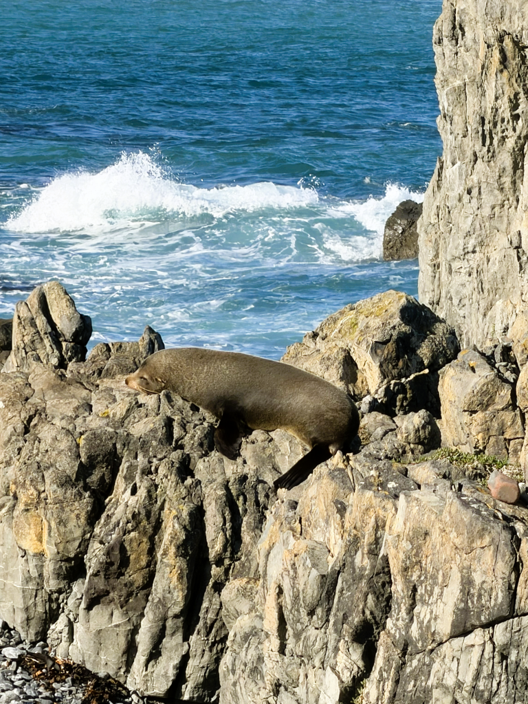 NZ fur seal closeup-low res -03.PNG