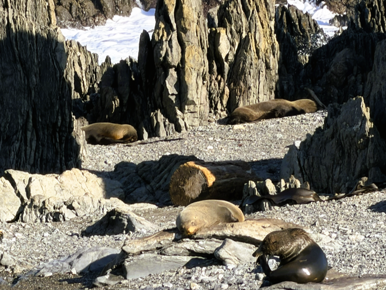 NZ+fur+seal+closeup-low+res+-02.png