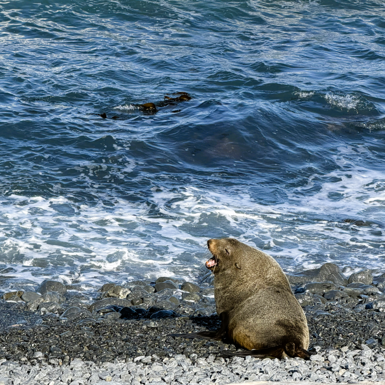 NZ+fur+seal+closeup-low+res-04.png