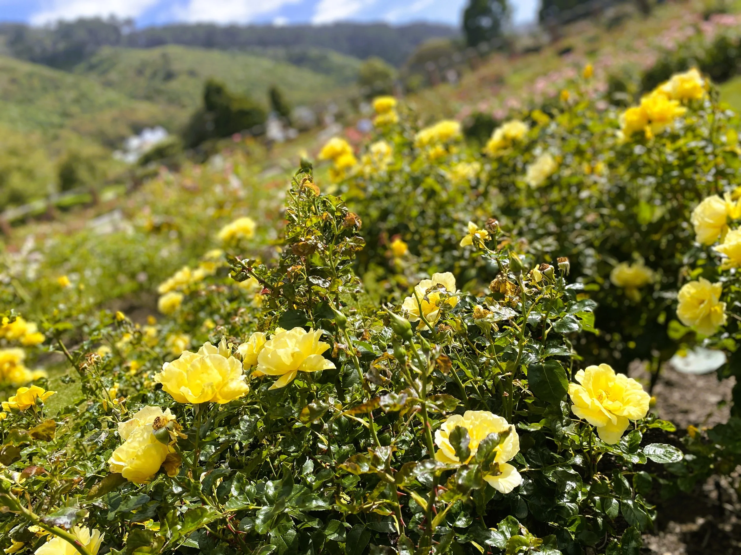 CHN-WHT Tour - Lady norwards rose garden (3).jpg