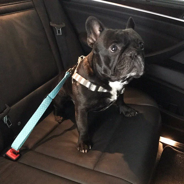 seatbelt.jpg