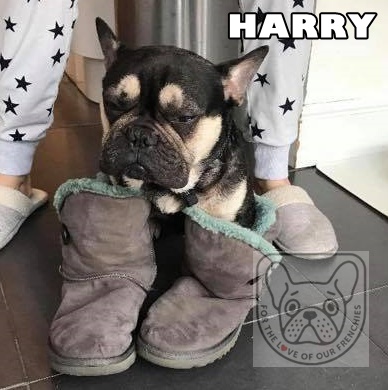 HarrybootsG.jpg