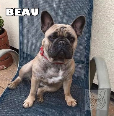 BeauG.jpg