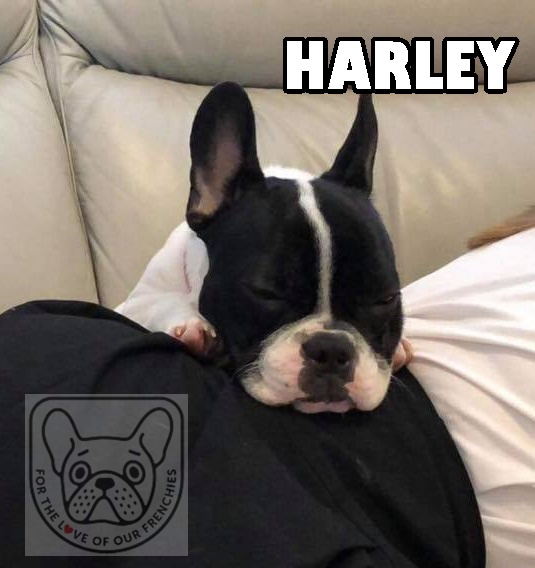 HarleyAG.jpg