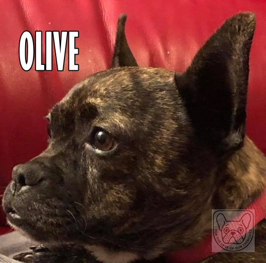 OliveG.jpg