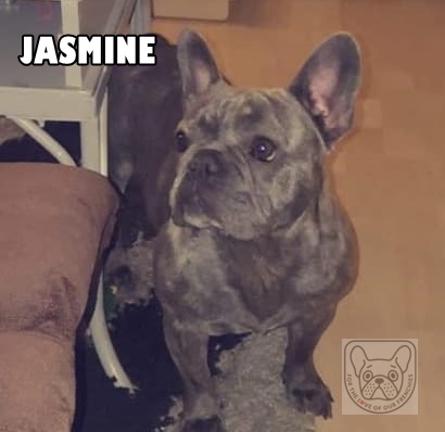 JasmineTuesG.jpg