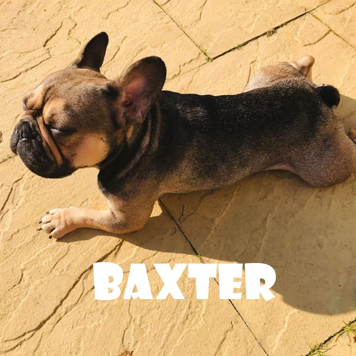 BAXTER.jpg