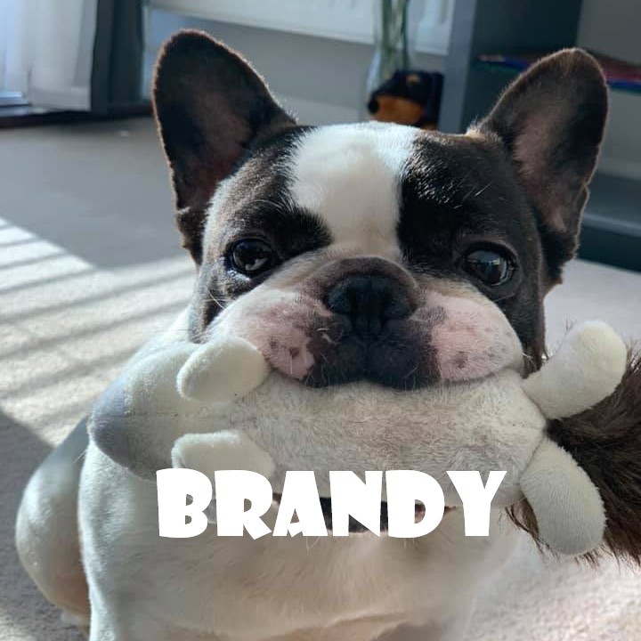 BRANDY.jpg