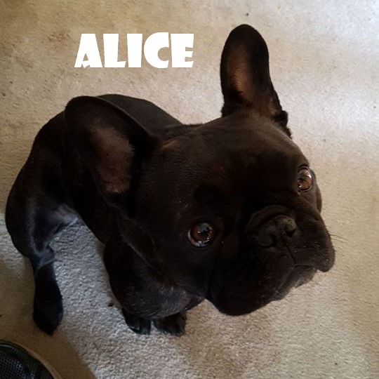 ALICE.jpg