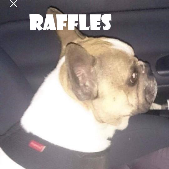 RAFFLES.jpg