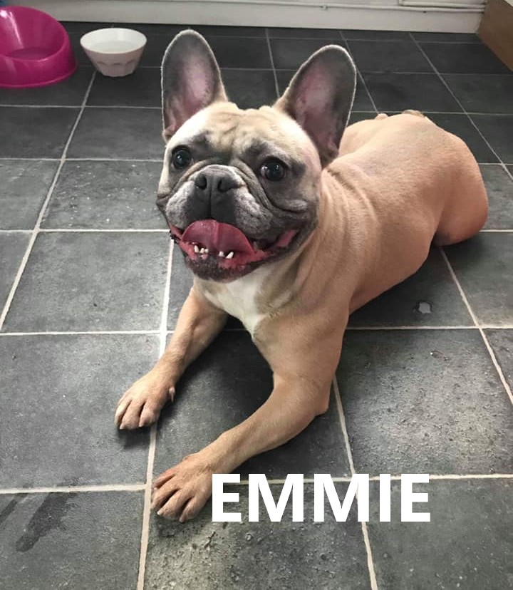 emmie 2.jpg