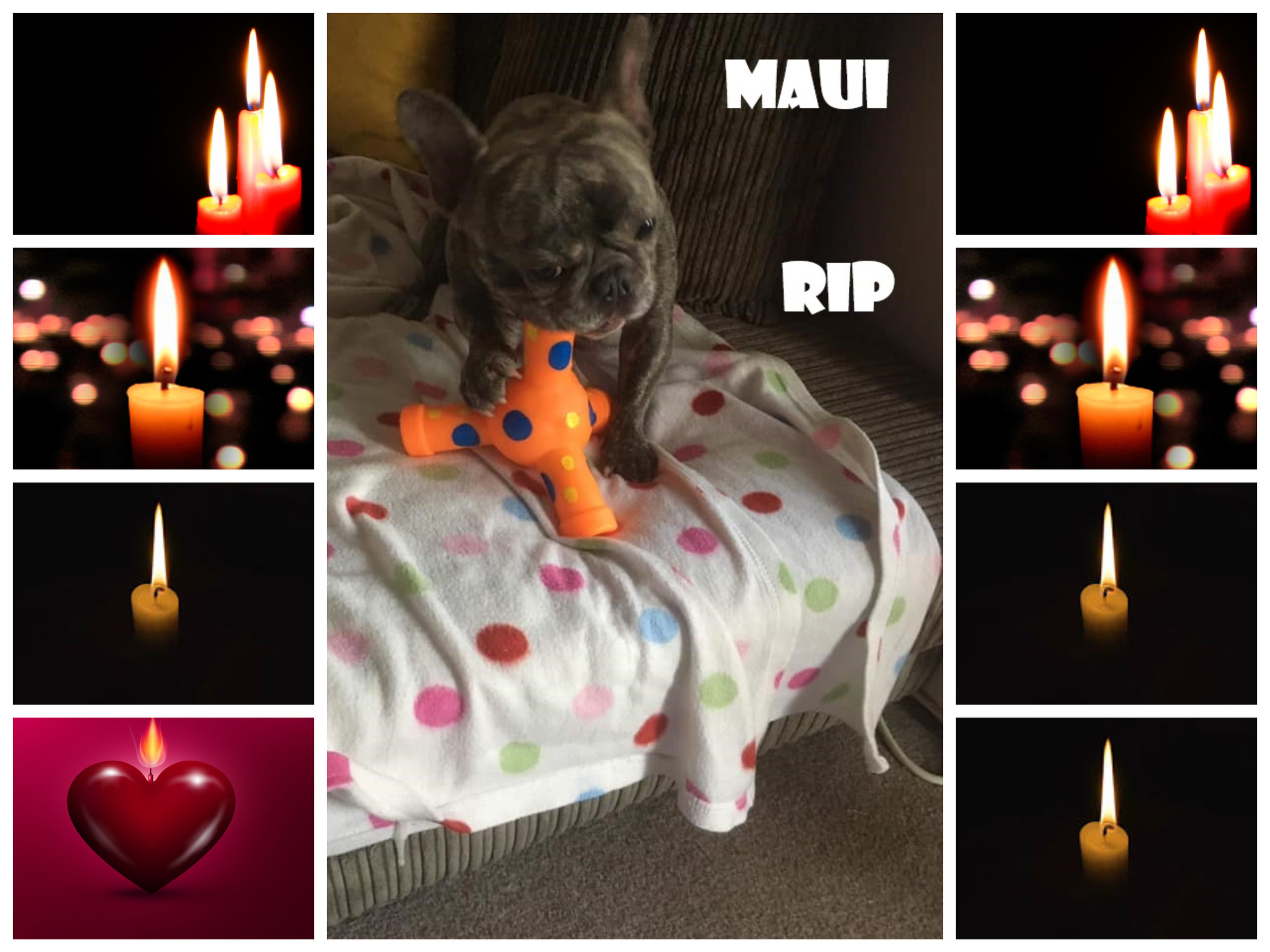 MAUI RIP.jpg