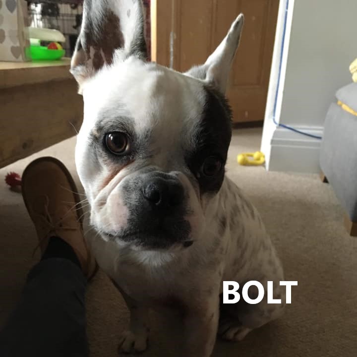 Bolt.jpg