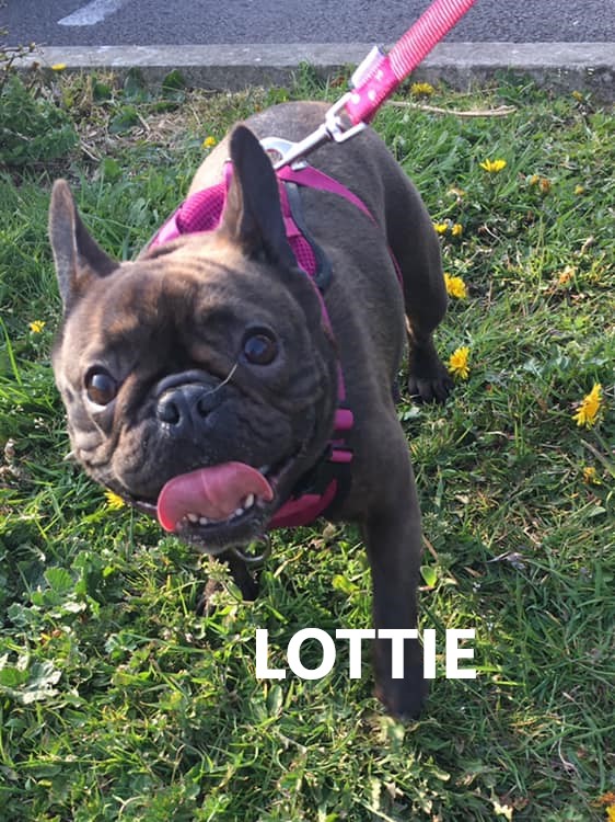 lottie.jpg