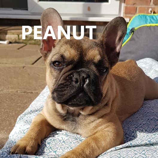 peanut.jpg