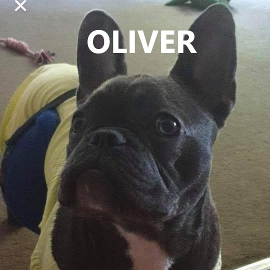 OLIVER.jpg