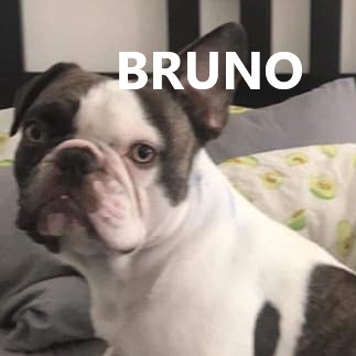 BRUNO.jpg