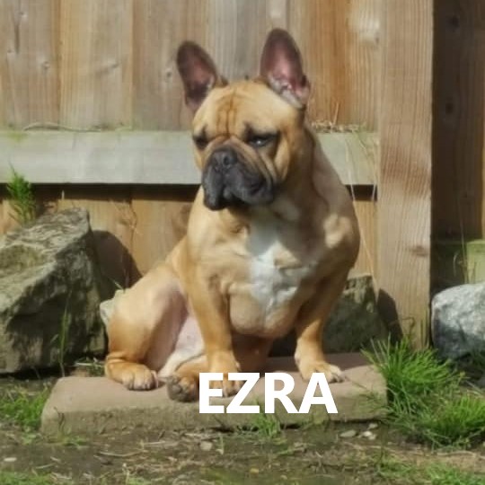 ezra.jpg