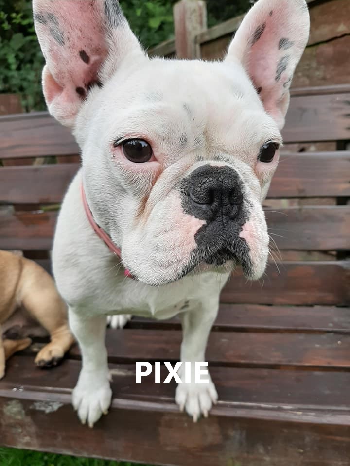 PIXIE.jpg