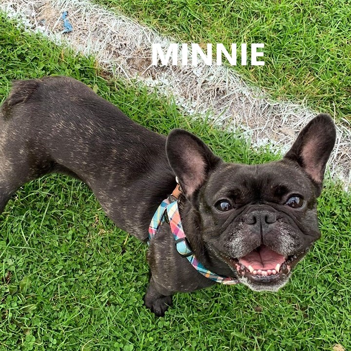 minnie.jpg