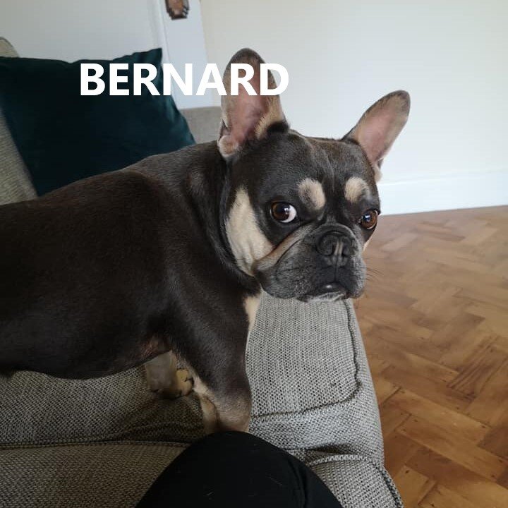 bernard.jpg