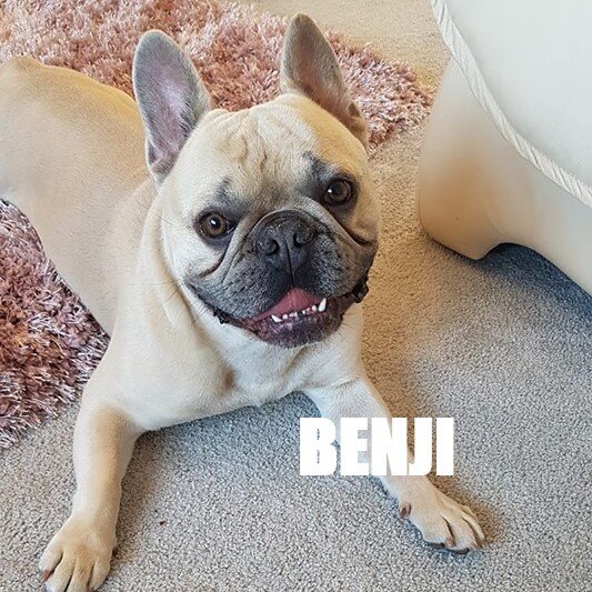 benji.jpg