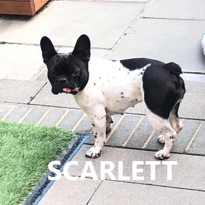 scarlett.jpg