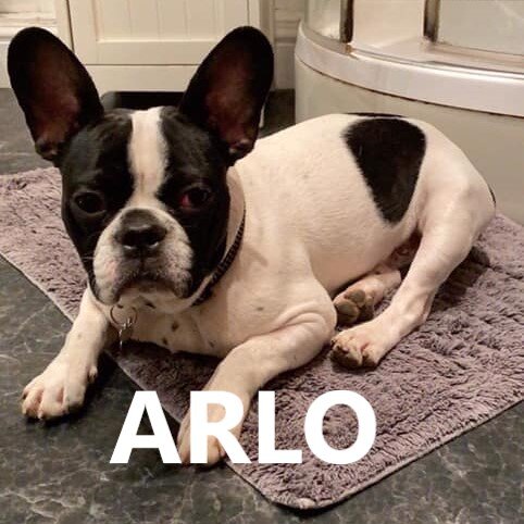 arlo.jpg