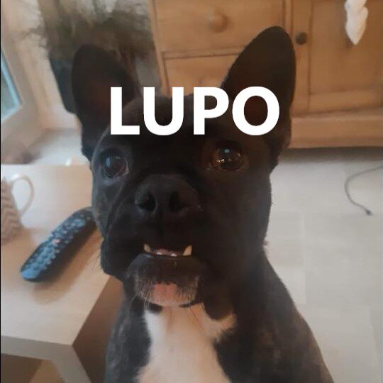 lupo.jpg