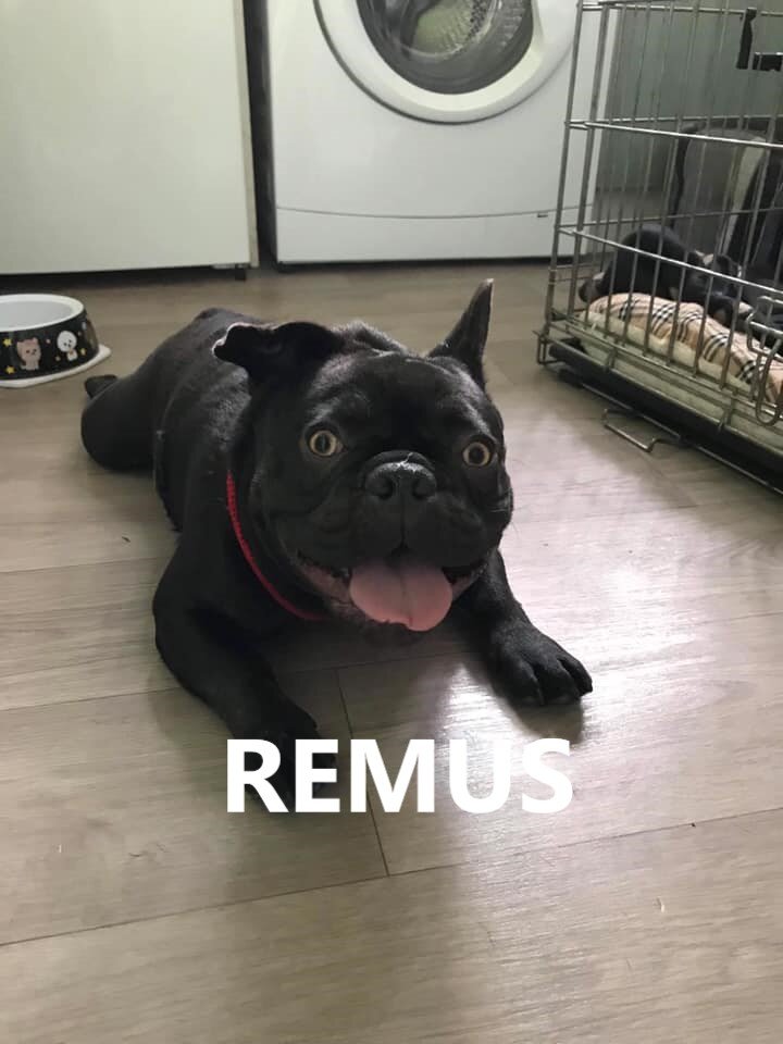 remus.jpg