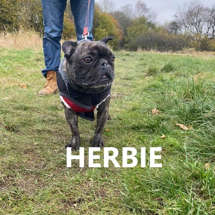 herbie.jpg