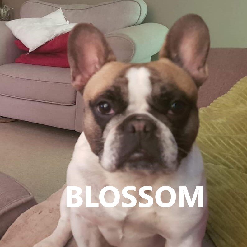 blossom.jpg