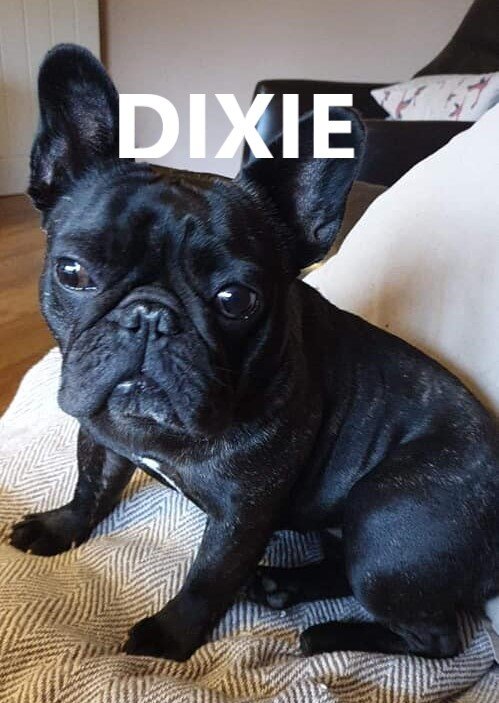 DIXIE.jpg