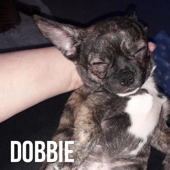 dobbie.jpg