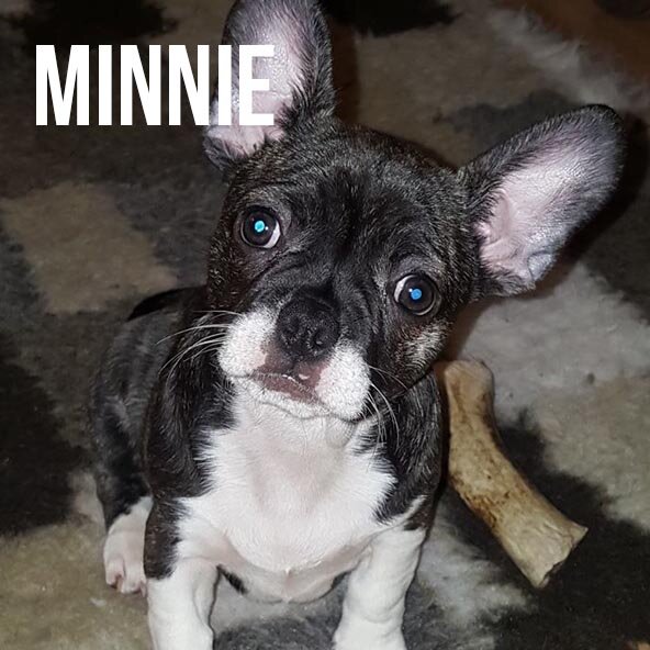 Minnie.jpg