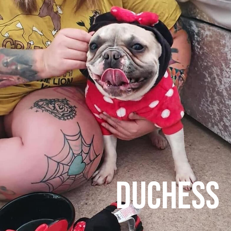 Duchess.jpg