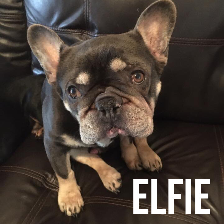 elfie.jpg