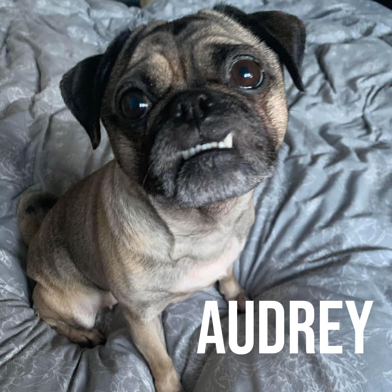 audrey.jpg