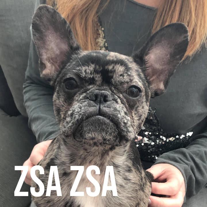 zsa zsa.jpg