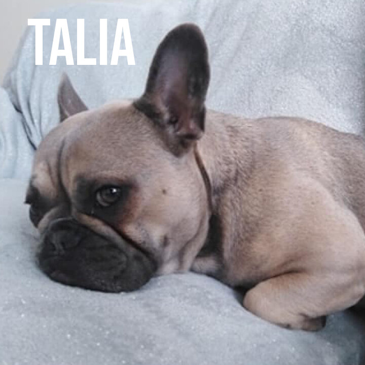 talia.jpg