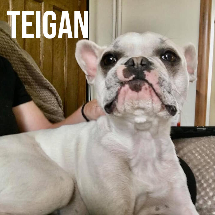 Teigan.jpg