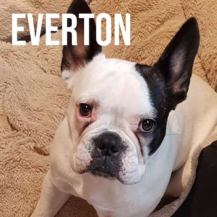 EVERTON.jpg