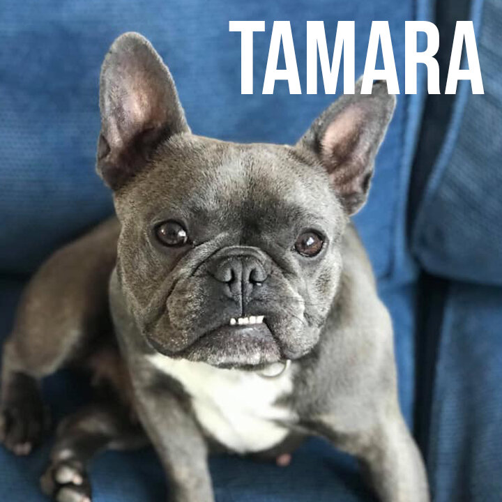 tamara.jpg